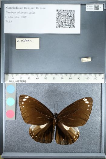 Media type: image;   Entomology 159465